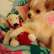 Gunner joined the competition — help win amazing prizes! puppy, dog, toy, stuffed_animal, blanket, snuggling, cute, small_dog, indoor, pet, fur, brown, white, ears, comfort, resting, cuddling, animal, closeup, cozy