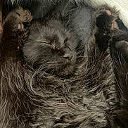 Aiko a rejoint le concours — aidez-le/la à gagner de superbes lots ! cat, black_cat, sleeping, fluffy, fur, cozy, paws, closed_eyes, resting, pet, animal, cute, domestic_cat, whiskers, soft, blanket, relaxation, indoor, adorable, snuggled