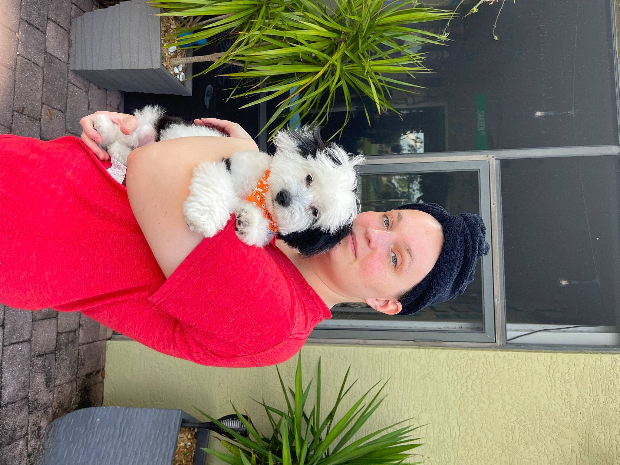 Remy is registered to the contest to win money with this photo: arecales, christmas, companion_dog, event, flowerpot, fur, grass, happy, holiday, human_leg, lap, plant, room, selfie, sitting, textile, thigh, toy, tree, window