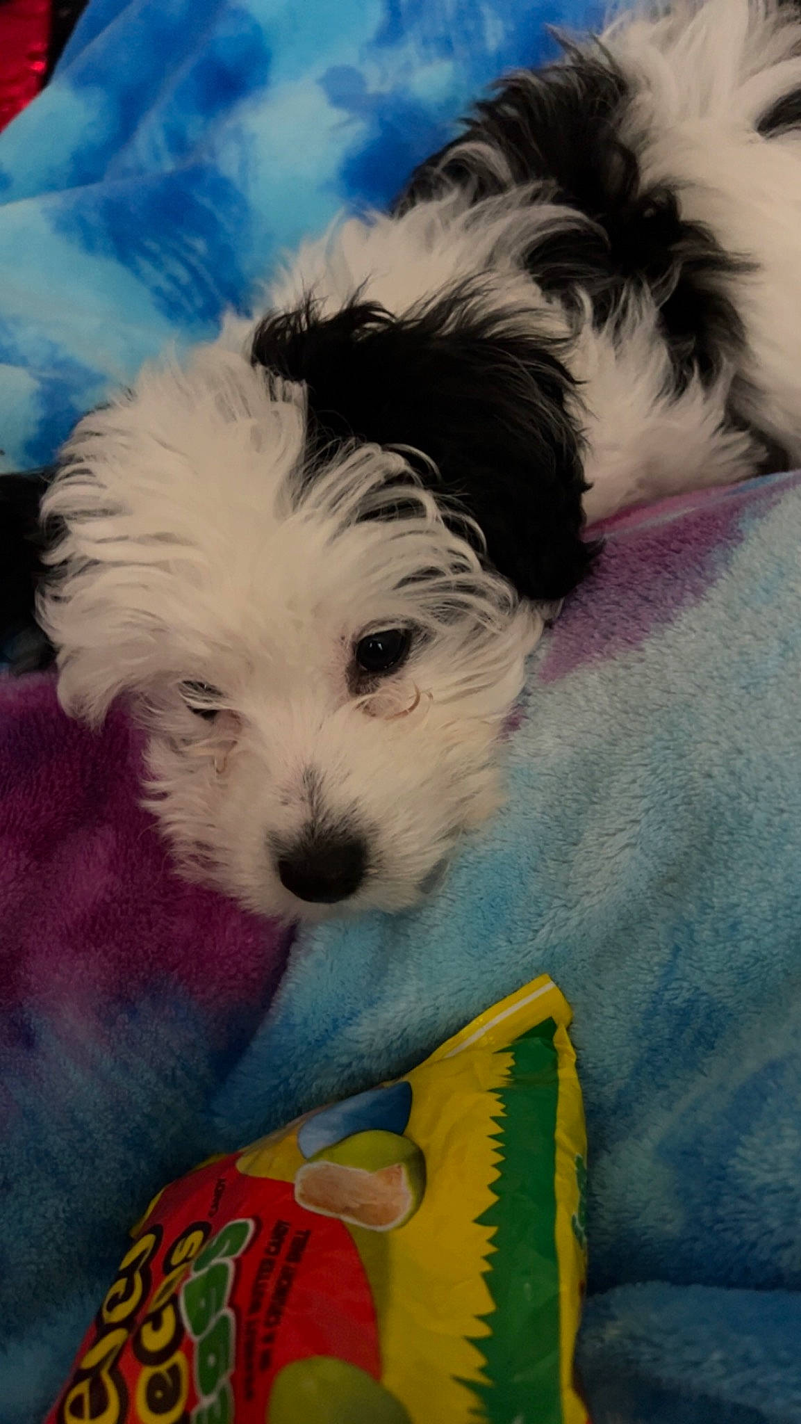 Remy joined the competition — help win amazing prizes! art, canidae, carnivore, companion_dog, dog, dog_breed, dog_supply, drawing, fur, paint, painting, pet_supply, puppy_love, small_terrier, snout, sporting_group, terrier, toy_dog, visual_arts, working_animal