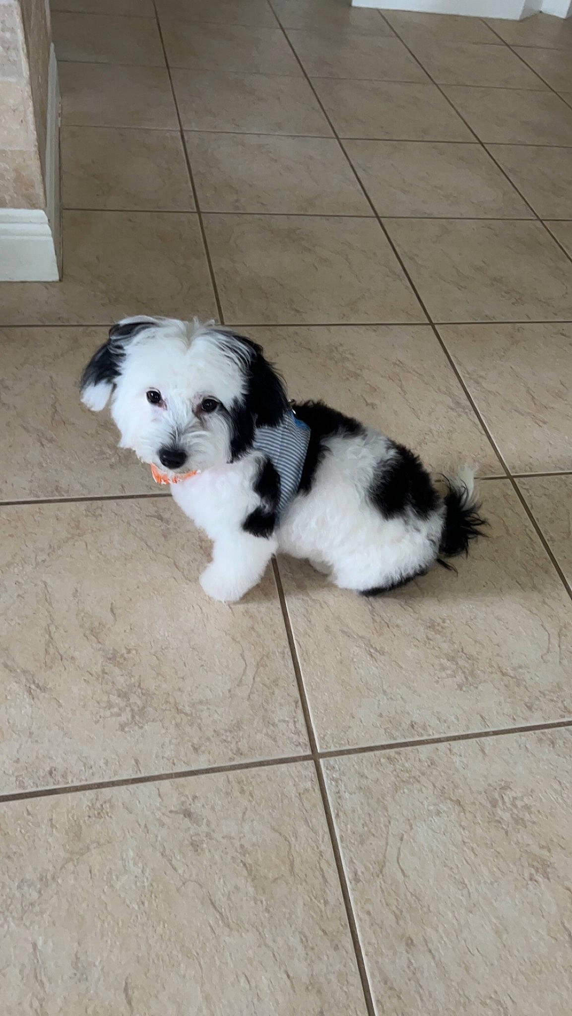 Remy joined the competition — help win amazing prizes! canidae, carnivore, companion_dog, dog, dog_breed, dog_supply, fawn, flooring, fur, paw, puppy_love, shih_poo, small_terrier, snout, sporting_group, tail, terrier, toy_dog, whiskers, working_animal