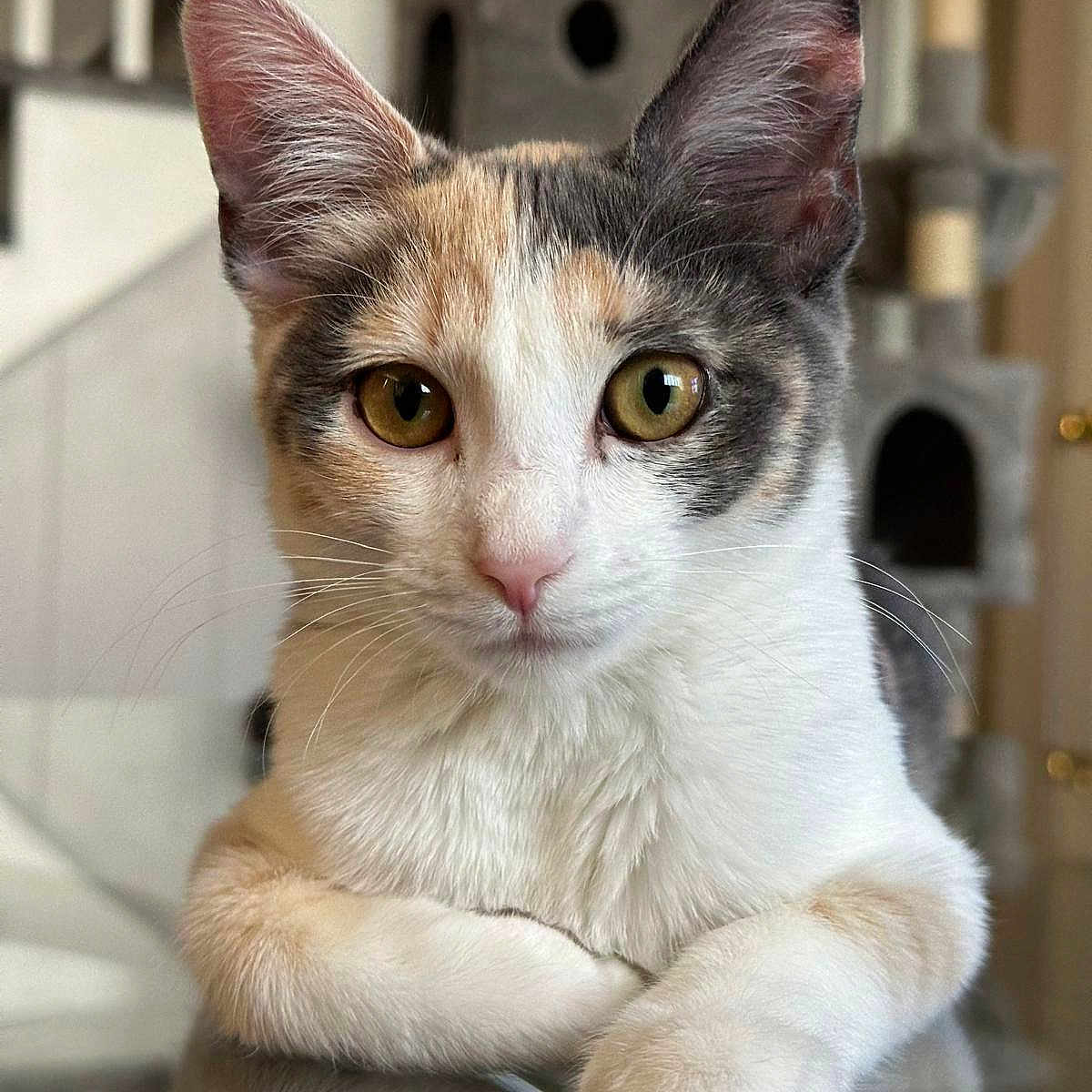 Cali joined the competition — help win amazing prizes! animal, calico, cat, cat_tree, closeup, curious, cute, domestic, ears, eyes, feline, fur, home, indoor, pet, portrait, reflection, relaxed, table, whiskers