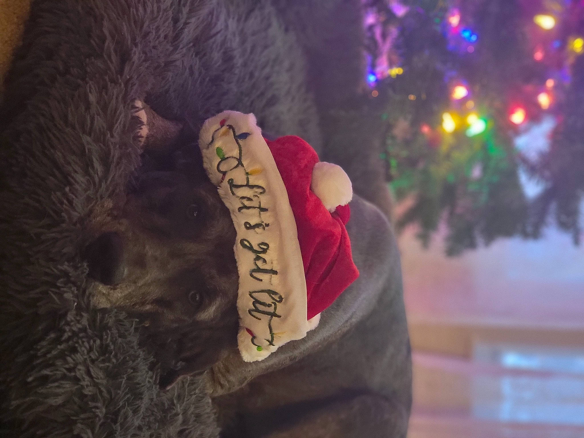 Pepper Cecile Potts joined the competition — help win amazing prizes! beard, christmas, christmas_decoration, christmas_ornament, christmas_tree, conifer, event, fashion_accessory, foot, fur, gesture, holiday, holiday_ornament, human_leg, magenta, ornament, plant, thigh, tree, wood