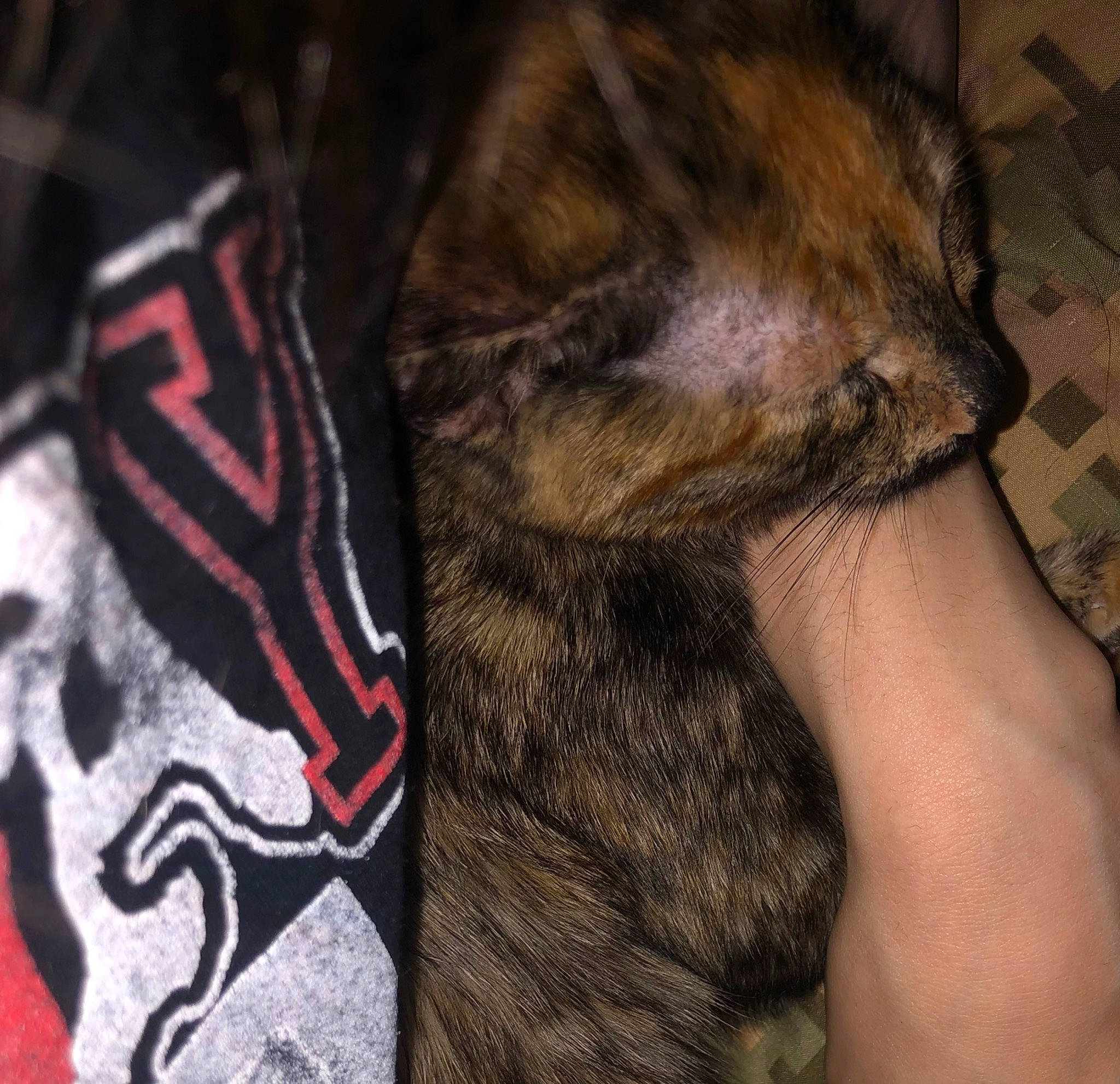 Willow joined the competition — help win amazing prizes! art, barefoot, carmine, carnivore, claw, dog_breed, domestic_short_haired_cat, fawn, felidae, foot, fur, gesture, human_leg, pattern, paw, sleeve, small_to_medium_sized_cats, tail, thigh, whiskers