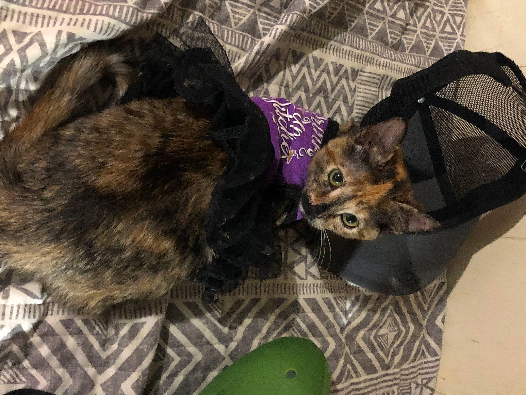 Willow joined the competition — help win amazing prizes! canidae, carnivore, cat, cat_supply, comfort, dog_breed, domestic_short_haired_cat, fashion_accessory, fawn, felidae, fur, mammal, pet_supply, small_to_medium_sized_cats, snout, sporting_group, tableware, tail, vertebrate, whiskers