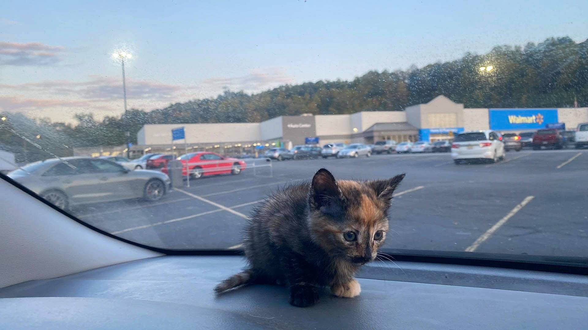 Willow is registered to the contest to win money with this photo: asphalt, automotive_lighting, automotive_tire, car, carnivore, cat, felidae, mode_of_transport, motor_vehicle, parking, road, road_surface, sky, small_to_medium_sized_cats, street_light, tire, tree, vehicle, wheel, whiskers