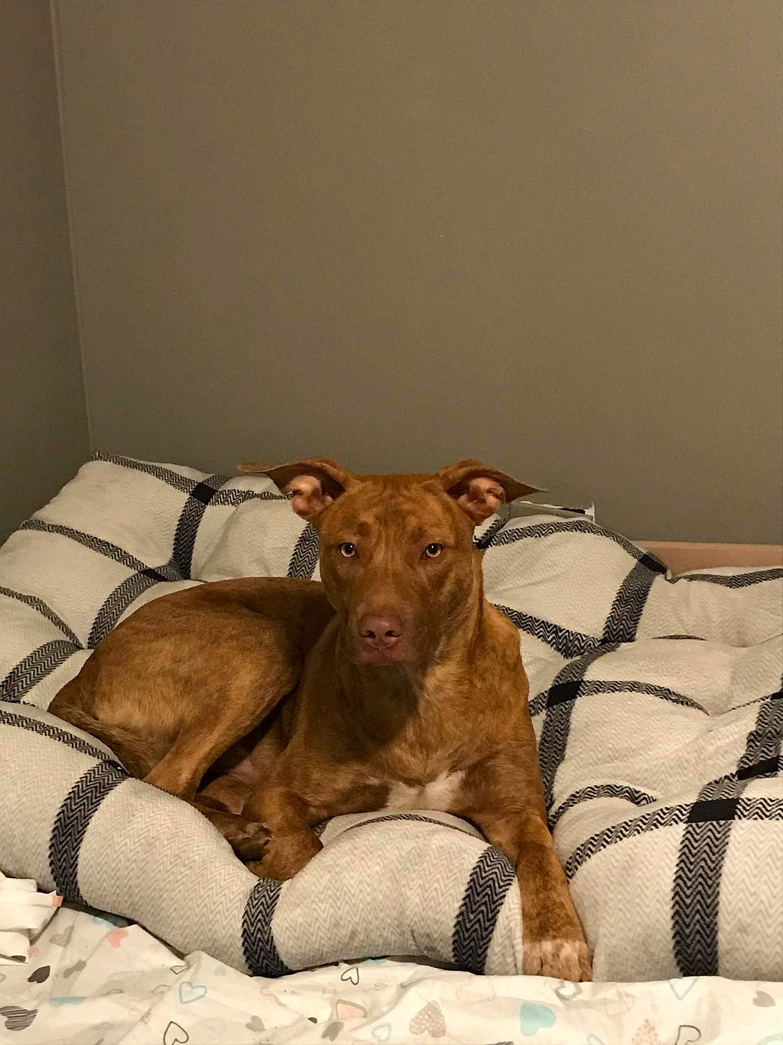 Rebel is registered to the contest to win money with this photo: art, canidae, carnivore, comfort, companion_dog, dog, dog_breed, fawn, linens, liver, mammal, pet_supply, room, sighthound, snout, sporting_group, terrestrial_animal, whiskers, wood, working_animal