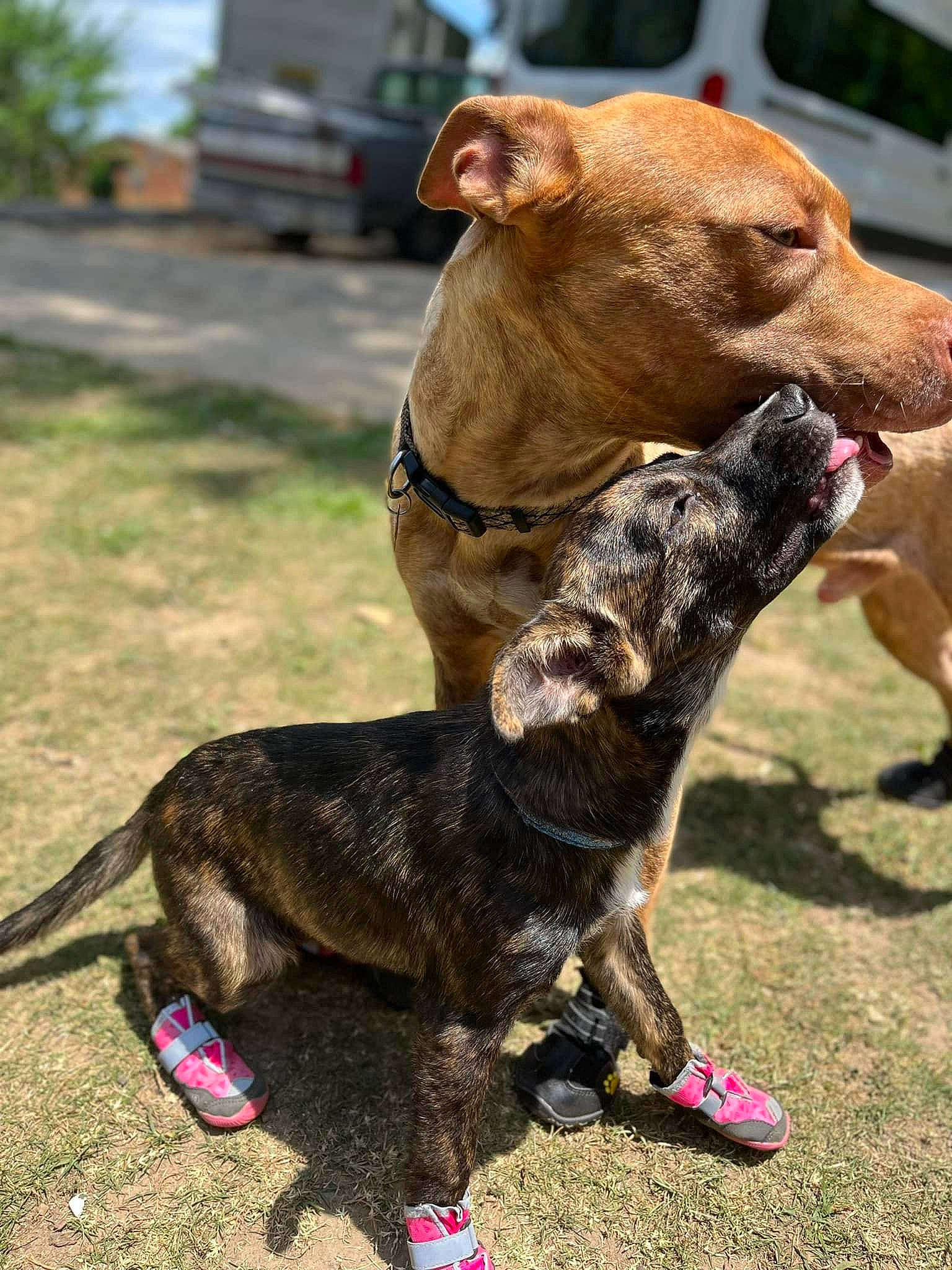 Rebel is registered to the contest to win money with this photo: canidae, carnivore, collar, companion_dog, dog, dog_breed, dog_collar, dog_supply, fashion_accessory, fawn, grass, leash, liver, pet_supply, snout, sporting_group, tail, terrestrial_animal, working_animal, working_dog