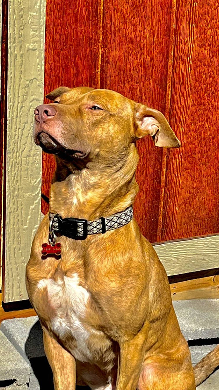 Rebel is registered to the contest to win money with this photo: ancient_dog_breeds, canidae, carnivore, collar, companion_dog, dog, dog_breed, dog_collar, dog_supply, fawn, fur, guard_dog, liver, pet_supply, snout, sporting_group, whiskers, working_animal, working_dog, wrinkle
