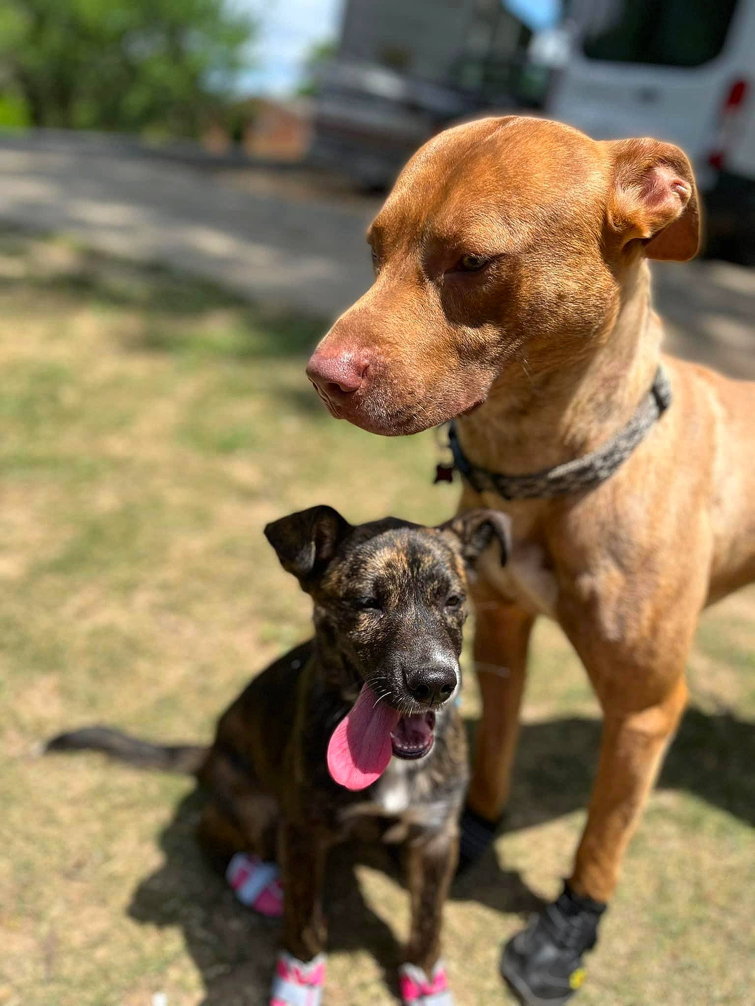 Rebel joined the competition — help win amazing prizes! canidae, carnivore, collar, companion_dog, dog, dog_breed, dog_collar, dog_supply, fawn, guard_dog, leash, liver, non_sporting_group, pet_supply, snout, sporting_group, terrestrial_animal, webbing, working_animal, working_dog