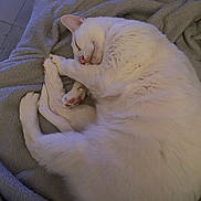 Popon a rejoint le concours — aidez-le/la à gagner de superbes lots ! animal, blanket, cat, cozy, curled_up, cute, feline, fur, indoor, mammal, paw, peaceful, pet, pink_paw, quiet, relaxed, resting, sleeping, soft_texture, white_cat