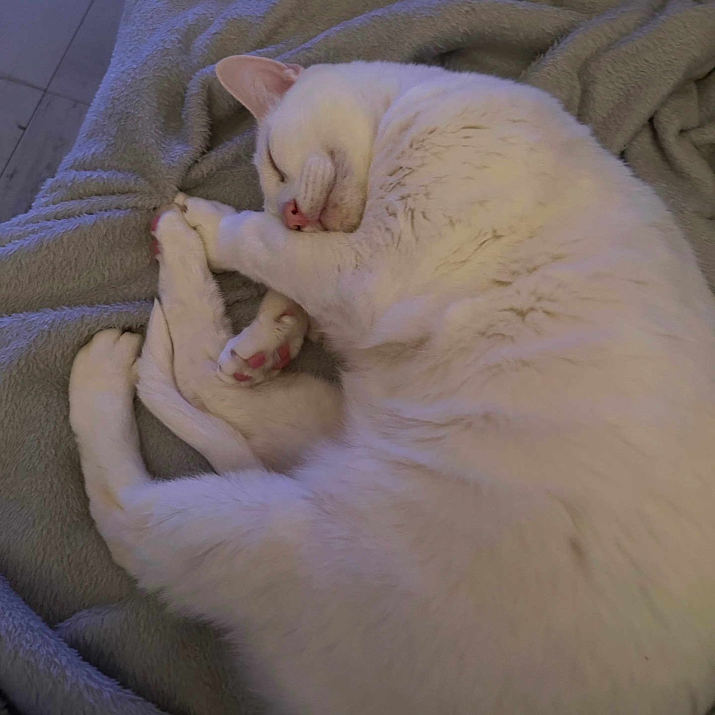 Popon a rejoint le concours — aidez-le/la à gagner de superbes lots ! animal, blanket, cat, cozy, curled_up, cute, feline, fur, indoor, mammal, paw, peaceful, pet, pink_paw, quiet, relaxed, resting, sleeping, soft_texture, white_cat