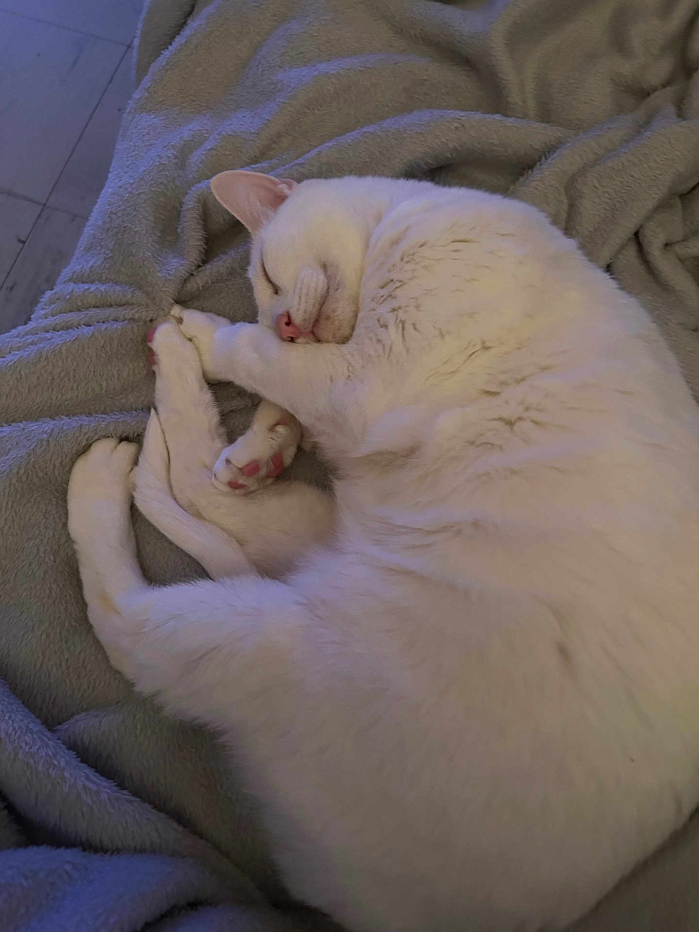 Popon a rejoint le concours — aidez-le/la à gagner de superbes lots ! animal, blanket, cat, cozy, curled_up, cute, feline, fur, indoor, mammal, paw, peaceful, pet, pink_paw, quiet, relaxed, resting, sleeping, soft_texture, white_cat