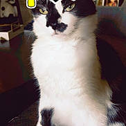 Moo joined the competition — help win amazing prizes! cat, black_and_white, indoor, graduation_cap, text_overlay, snapchat_style, pet, feline, sitting, close_up, portrait, cozy, furniture, photograph, background, decoration, animal, whiskers, cute, funny