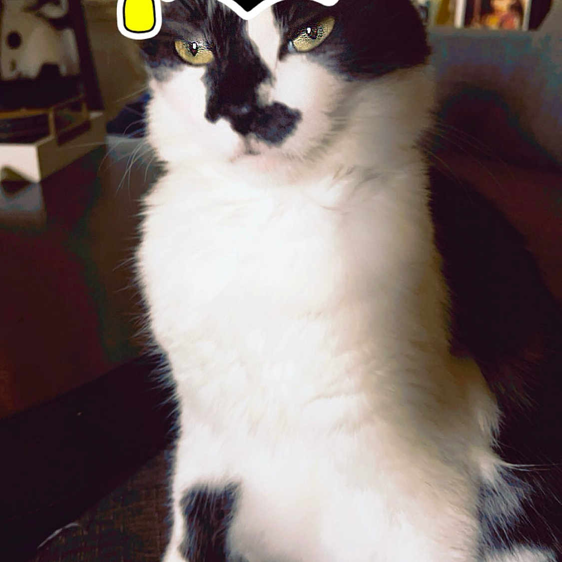 Moo joined the competition — help win amazing prizes! cat, black_and_white, indoor, graduation_cap, text_overlay, snapchat_style, pet, feline, sitting, close_up, portrait, cozy, furniture, photograph, background, decoration, animal, whiskers, cute, funny