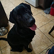 Napoleon is registered to the contest to win money with this photo: dog, black_dog, pet, kitchen, floor, tile_floor, tongue_out, sitting, indoor, appliances, dog_bowl, cabinet, footwear, foot, shoes, happy, looking_up, animal, domestic, tile
