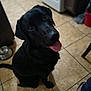 dog, black_dog, pet, kitchen, floor, tile_floor, tongue_out, sitting, indoor, appliances, dog_bowl, cabinet, footwear, foot, shoes, happy, looking_up, animal, domestic, tile