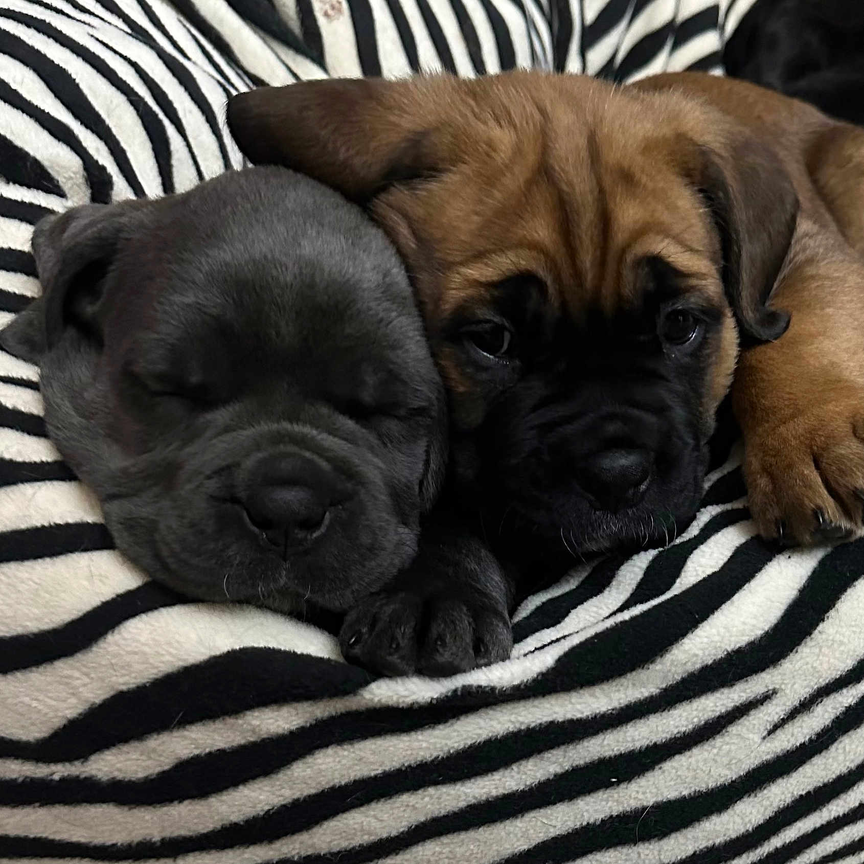 Reagan joined the competition — help win amazing prizes! animal, blanket, boxer, bulldog, canine, cushion, dog, face, frenchbulldog, furniture, homedecor, hound, person, pet, pitbull, pug, puppy, quilt, sleeping, snout