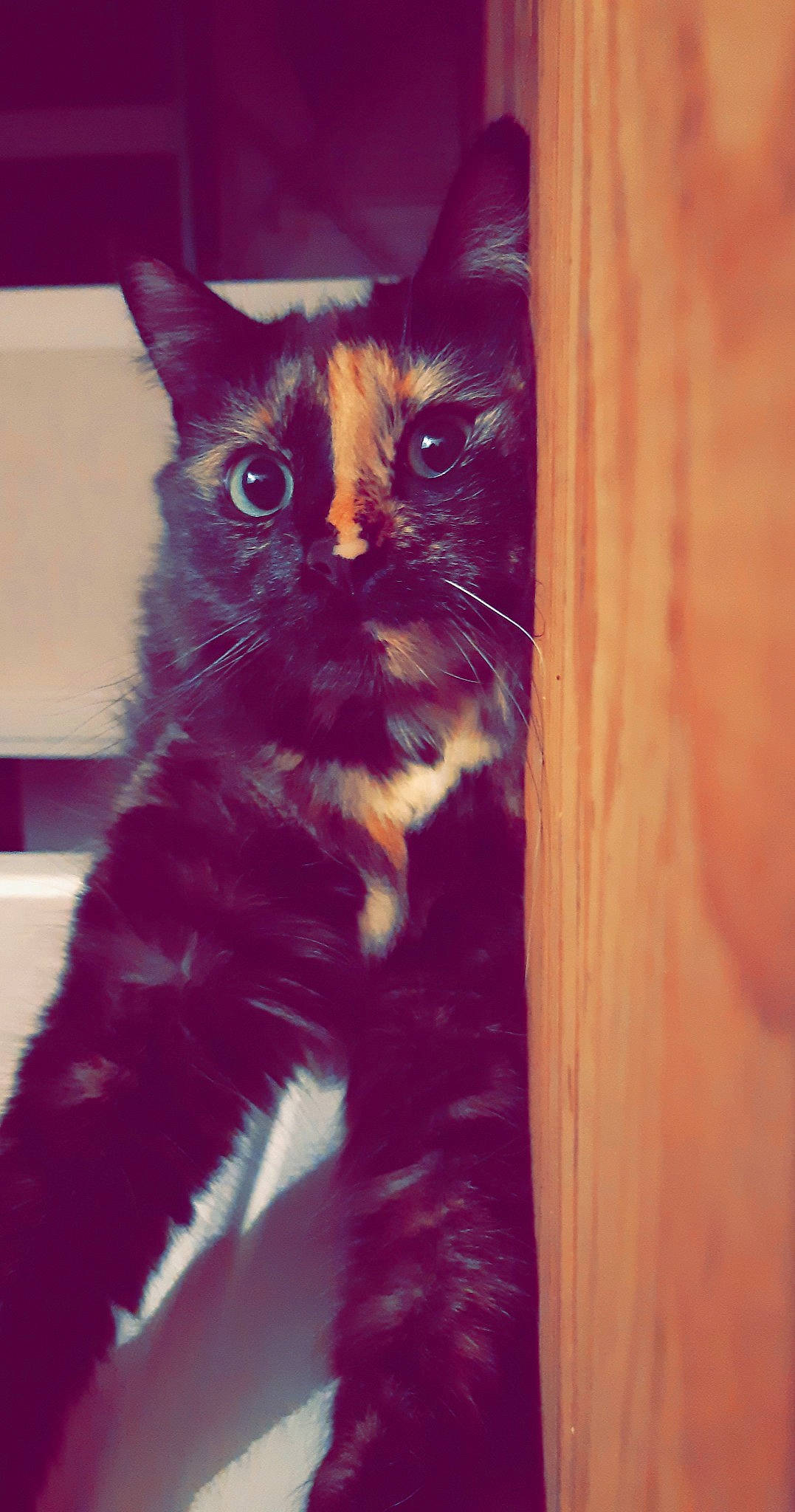 Eclipse a rejoint le concours — aidez-le/la à gagner de superbes lots ! black_cat, carnivore, cat, claw, domestic_short_haired_cat, electric_blue, eye, felidae, fur, hardwood, head, leg, paw, small_to_medium_sized_cats, snout, tail, tints_and_shades, whiskers, window, wood