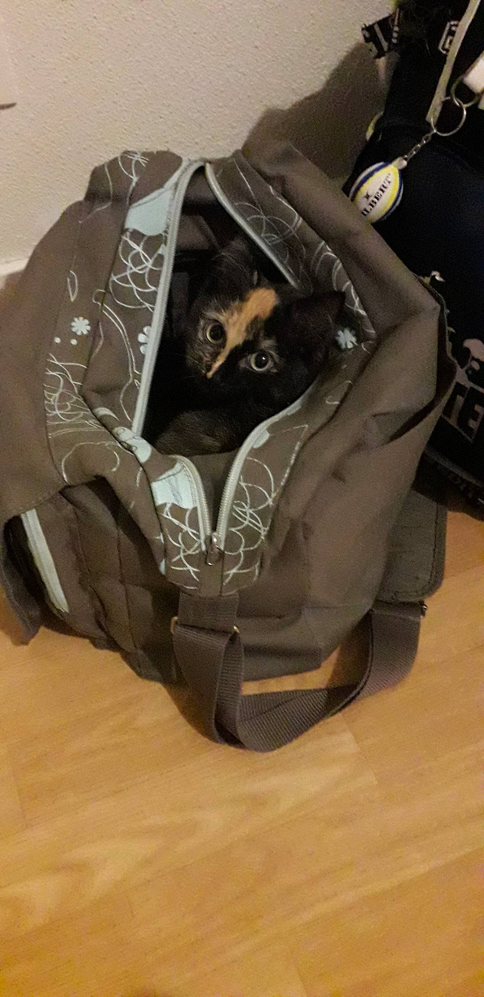 Pupuce participe au concours pour gagner de l'argent avec cette photo : car_seat, personal_protective_equipment