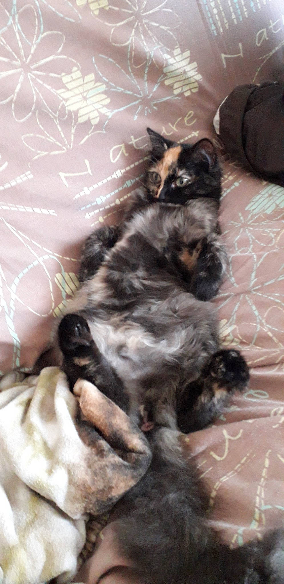 Pupuce participe au concours pour gagner de l'argent avec cette photo : canidae, carnivore, cat, dog_breed, fawn, felidae, kitten, maine_coon, norwegian_forest_cat, paw, small_to_medium_sized_cats, whiskers