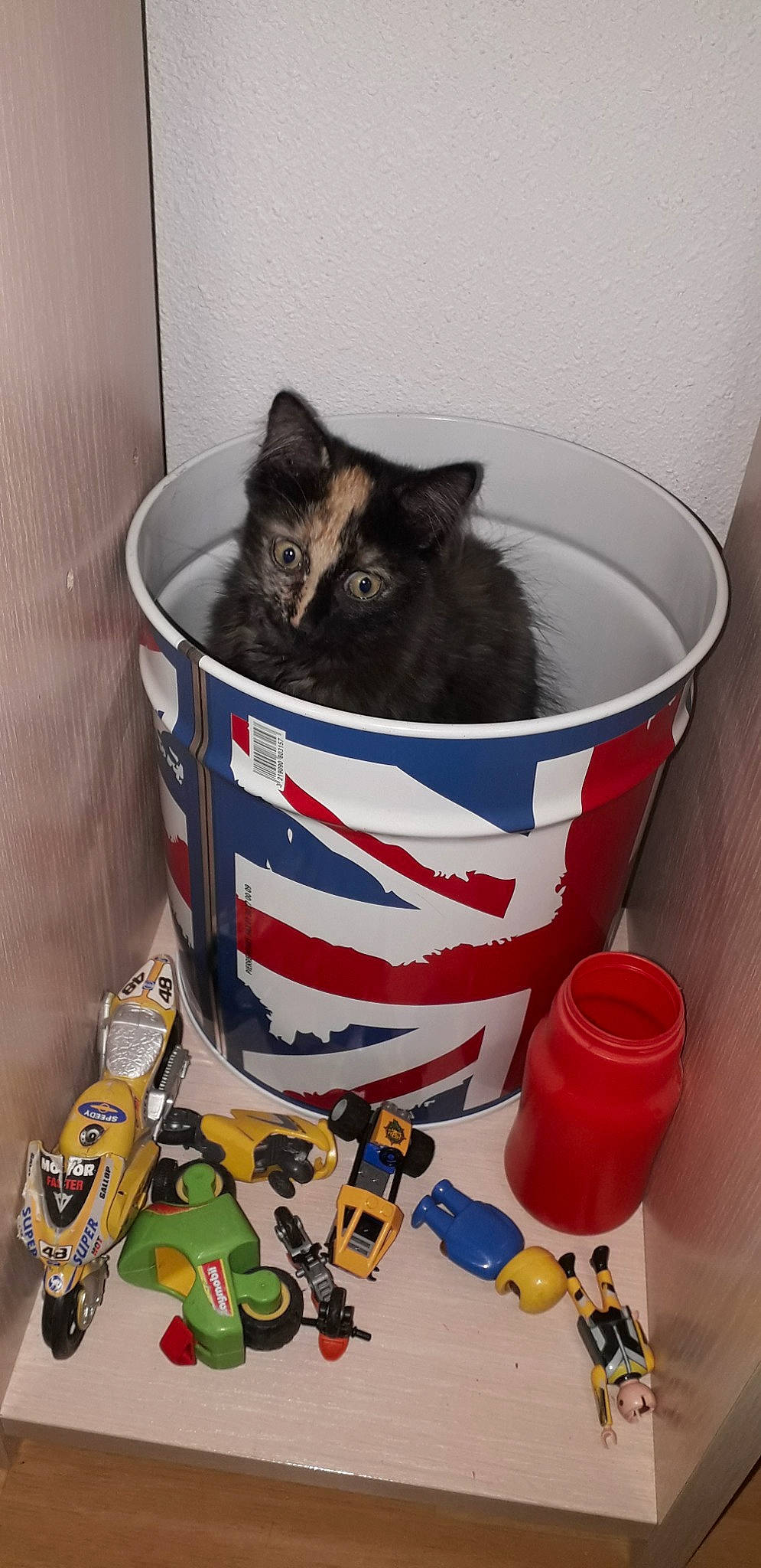 Pupuce participe au concours pour gagner de l'argent avec cette photo : american_shorthair, carnivore, cat, domestic_short_haired_cat, european_shorthair, felidae, kitten, small_to_medium_sized_cats