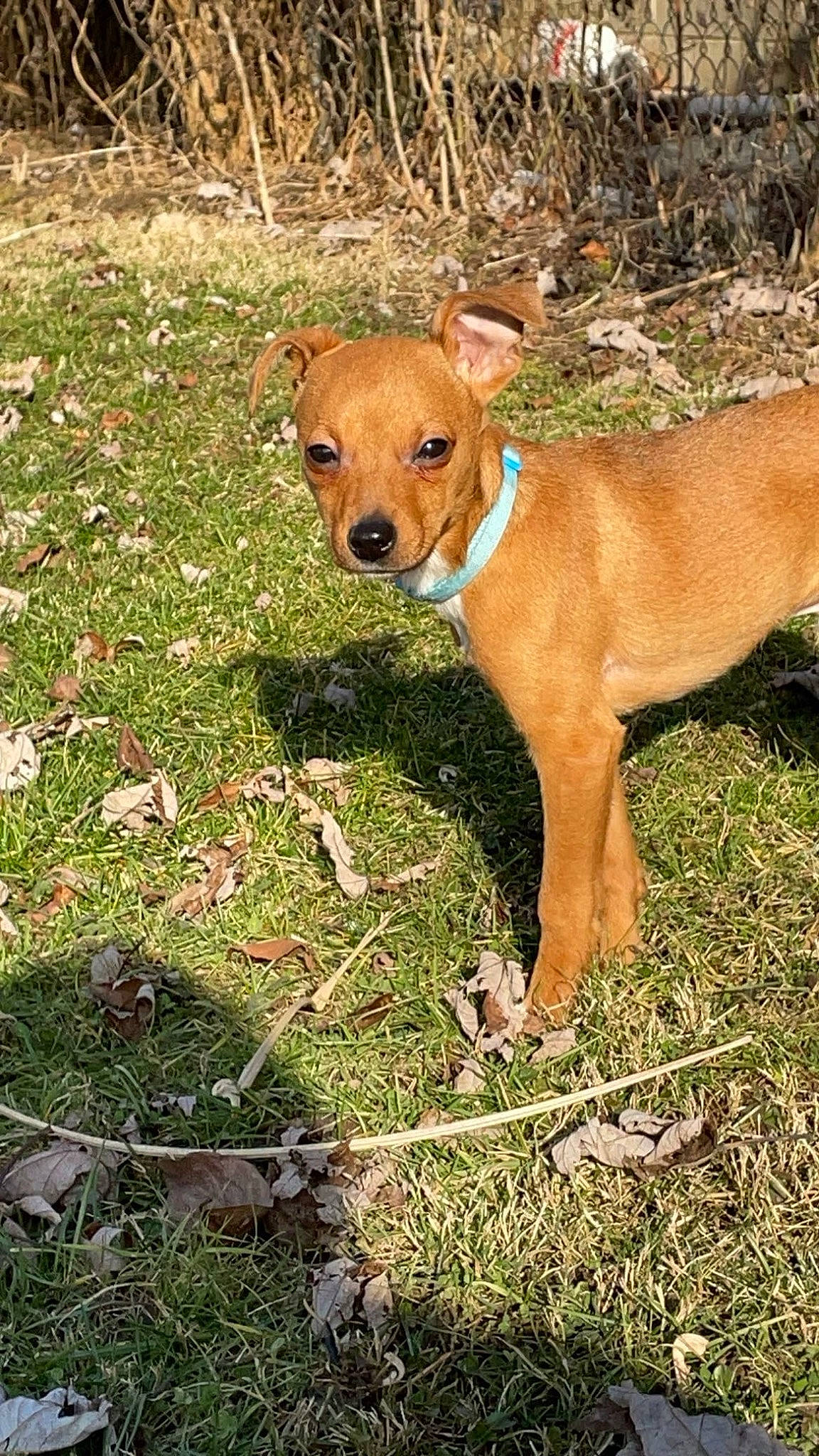 Ace is registered to the contest to win money with this photo: canidae, carnivore, collar, companion_dog, dog, dog_breed, dog_collar, dog_supply, ear, fawn, grass, groundcover, hunting_dog, liver, snout, sporting_group, terrestrial_animal, whiskers, working_animal