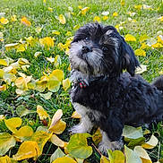 Remy Chulo is registered to the contest to win money with this photo: puppy, dog, grass, yellow_leaves, outdoor, pet, animal, cute, fur, collar, fall, nature, leaf_litter, curious, small_dog, black_and_white, sitting, portrait, young_dog, playful