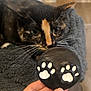 cat, tortoiseshell, animal, pet, hand, paw_prints, blanket, cozy, indoor, plant, potted_plant, furniture, curious, closeup, whiskers, face, black, orange, white, paw