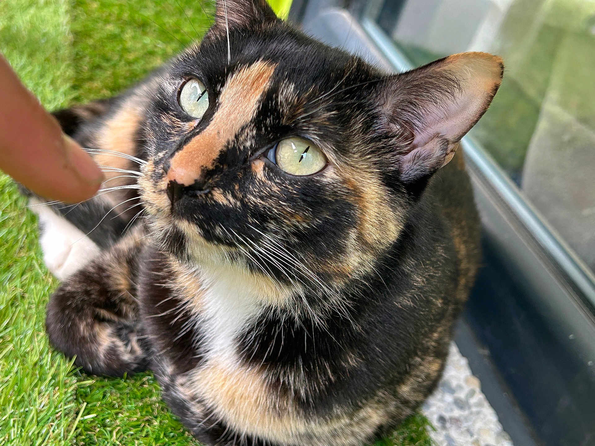 Tia