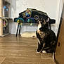 cat, tortoiseshell_cat, bubble, wooden_floor, indoor, furniture, bench, clothing, cat_tree, pet, curious, sitting, floor, household, domestic, playful, reflection, shadow, feline, animal