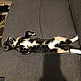 cat, feline, pet, relaxed, lying_down, couch, indoor, fur, whiskers, four_legs, sleeping, resting, tabby, black, white, orange, domestic_animal, cozy, home, animal