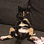 cat, tortoiseshell, pet, animal, feline, couch, indoor, relaxed, funny_pose, pink_paper, sitting, fur, whiskers, tail, domestic, cute, companion, home, resting, curious