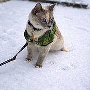 Ozi joined the competition — help win amazing prizes! cat, animal, pet, snow, winter, leash, jacket, blue_eyes, outdoor, fur, mammal, nature, walking, cold, cute, domestic_animal, alert, feline, winter_clothing, snowy_ground