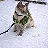 cat, animal, pet, snow, winter, leash, jacket, blue_eyes, outdoor, fur, mammal, nature, walking, cold, cute, domestic_animal, alert, feline, winter_clothing, snowy_ground