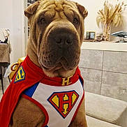 Héra a rejoint le concours — aidez-le/la à gagner de superbes lots ! animal, brown, calm, canine, cape, costume, cute, decor, dog, funny, furniture, household, indoor, living_room, pet, portrait, shar_pei, sitting, superhero, wearing_clothes
