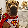 animal, brown, calm, canine, cape, costume, cute, decor, dog, funny, furniture, household, indoor, living_room, pet, portrait, shar_pei, sitting, superhero, wearing_clothes