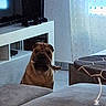 dog, rope_toy, living_room, couch, ottoman, curtains, television, furniture, indoor, brown_dog, pet, playful, floor, window, daylight, home, animal, domestic_dog, interior, relaxation
