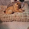 dog, sleeping, dog_bed, blanket, living_room, carpet, furniture, pet, indoor, resting, cozy, brown_dog, curled_tail, relaxed, home, floor, entertainment_unit, modern, comfortable, quiet