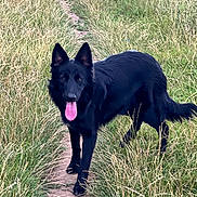 Iris joined the competition — help win amazing prizes! dog, black_dog, outdoor, grass, path, animal, pet, nature, tongue_out, walking, summer, canine, field, happy, fur, ears, tail, muzzle, standing, playful