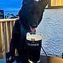 Iris is registered to the contest to win money with this photo: dog, black_dog, glass, beer, guinness, table, outdoor, evening, dusk, window, house, wall, wooden_railing, tongue_out, pet, canine, drink, beverage, animal, leash