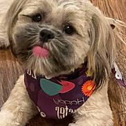 Tigernetta joined the competition — help win amazing prizes! dog, cute, tongue_out, bandana, fluffy, pet, animal, indoor, wooden_floor, playful, small_dog, fur, portrait, lying_down, face, canine, adorable, domestic_animal, closeup, friendly