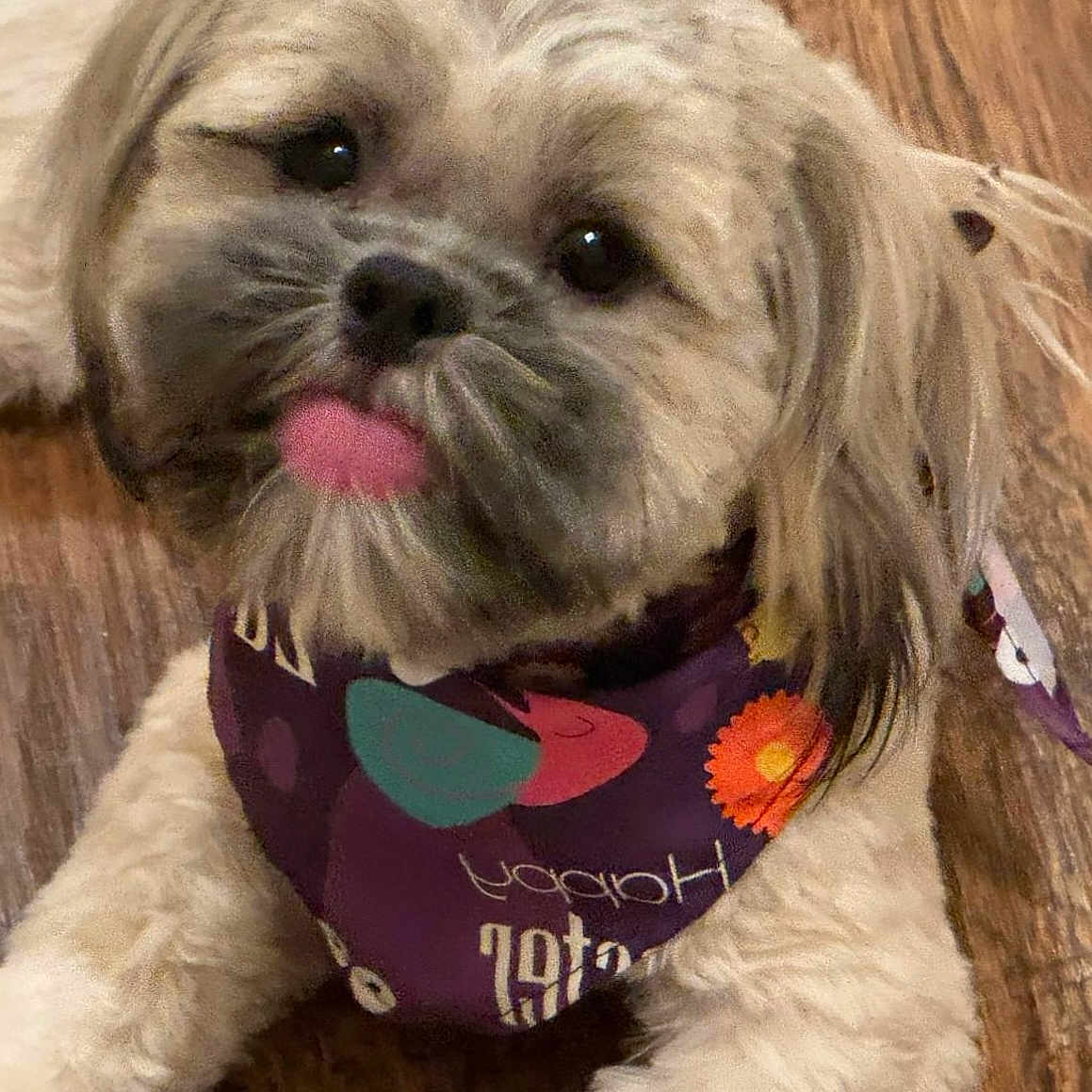 Tigernetta joined the competition — help win amazing prizes! adorable, animal, bandana, canine, closeup, cute, dog, domestic_animal, face, fluffy, friendly, fur, indoor, lying_down, pet, playful, portrait, small_dog, tongue_out, wooden_floor