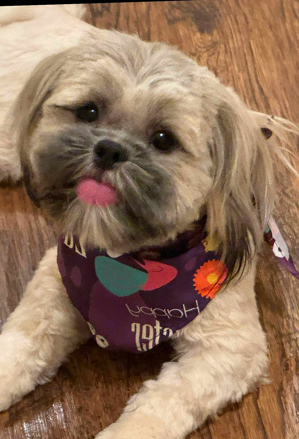 Tigernetta joined the competition — help win amazing prizes! dog, cute, tongue_out, bandana, fluffy, pet, animal, indoor, wooden_floor, playful, small_dog, fur, portrait, lying_down, face, canine, adorable, domestic_animal, closeup, friendly