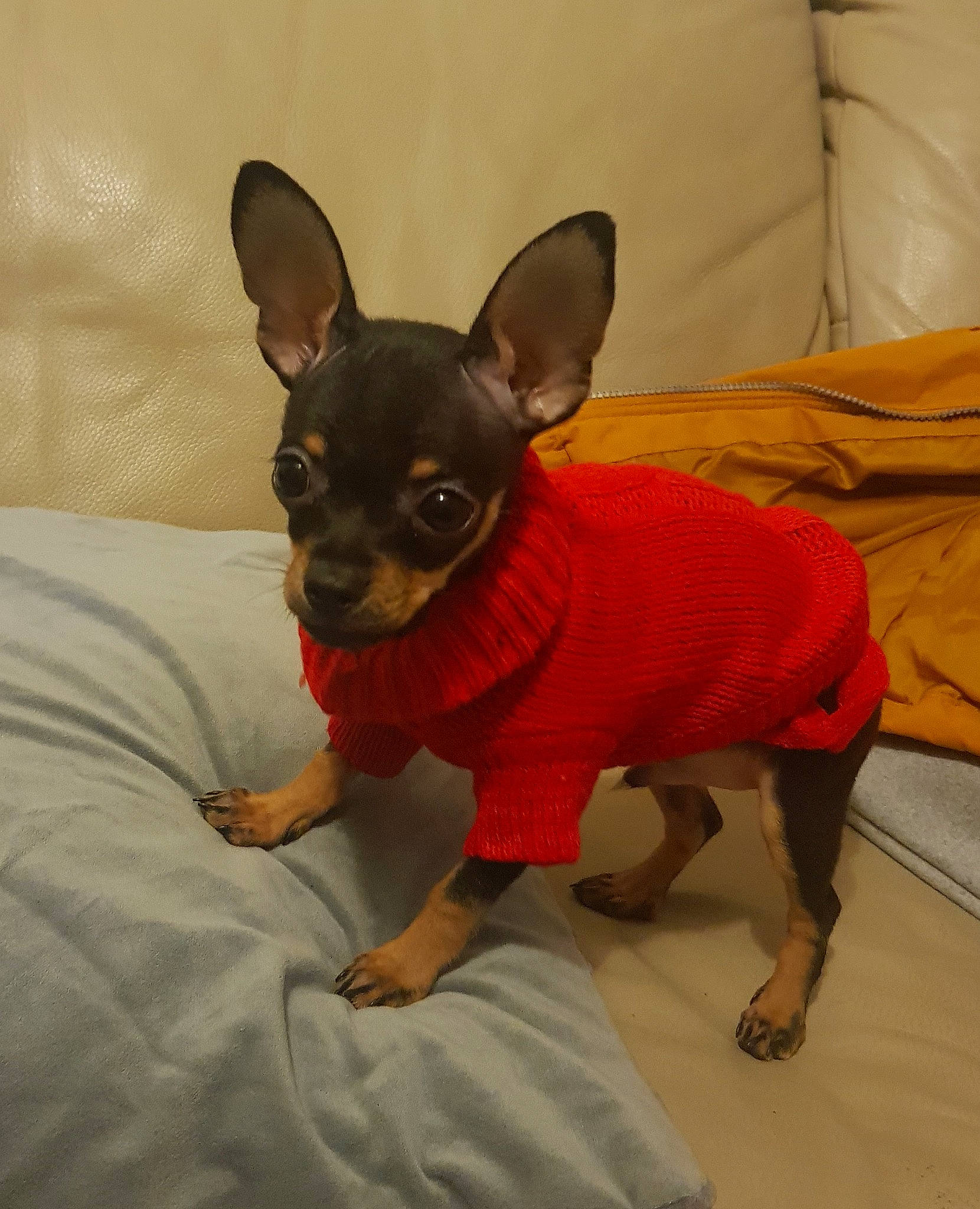 Ru joined the competition — help win amazing prizes! canidae, carnivore, chihuahua, companion_dog, dog, dog_breed, dog_clothes, english_toy_terrier, german_pinscher, mammal, miniature_pinscher, prazsky_krysarik, puppy, russkiy_toy, skin, snout, toy_dog, vertebrate