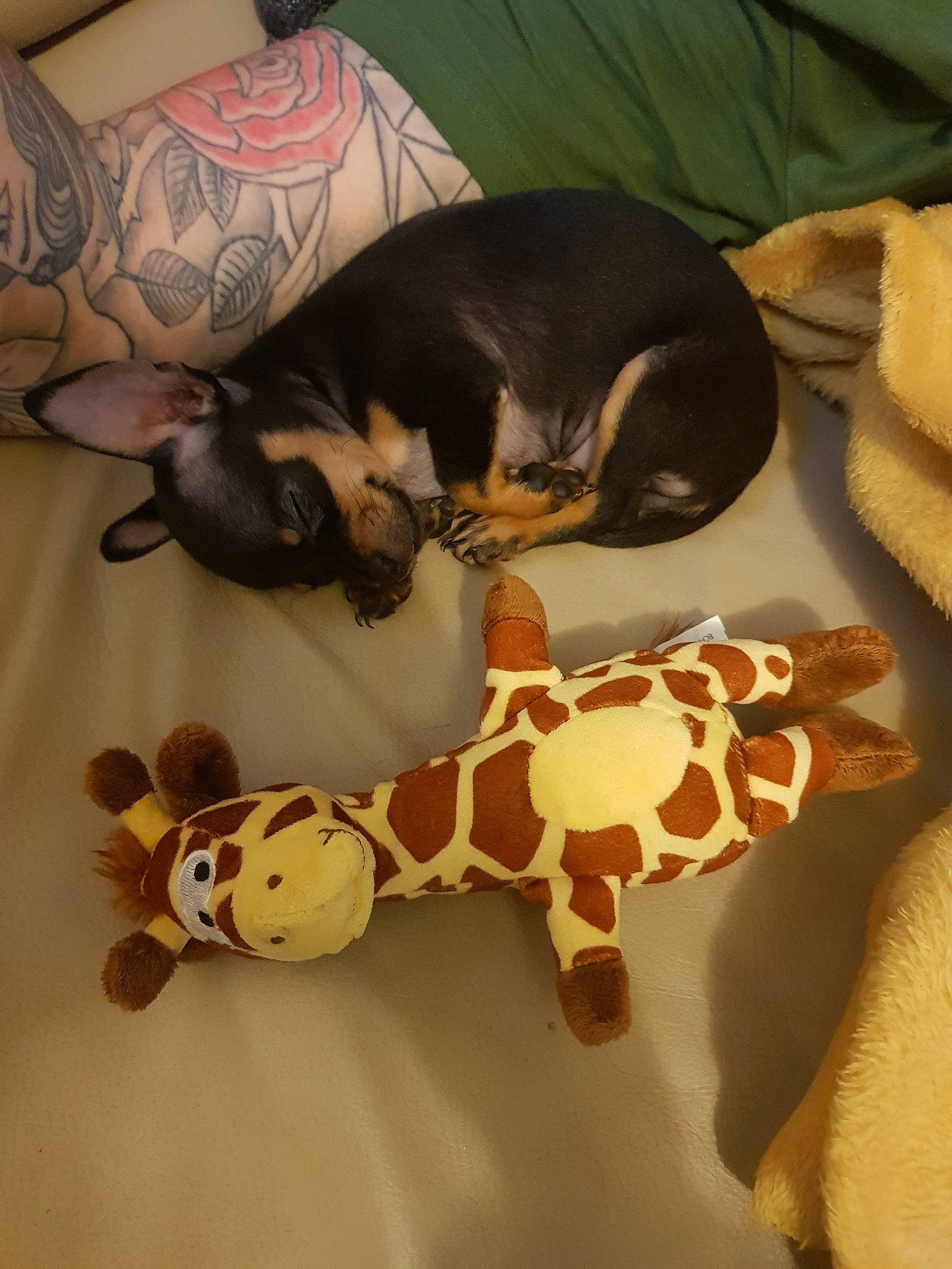 Ru joined the competition — help win amazing prizes! canidae, carnivore, dog, dog_breed, fawn, puppy, toy_dog