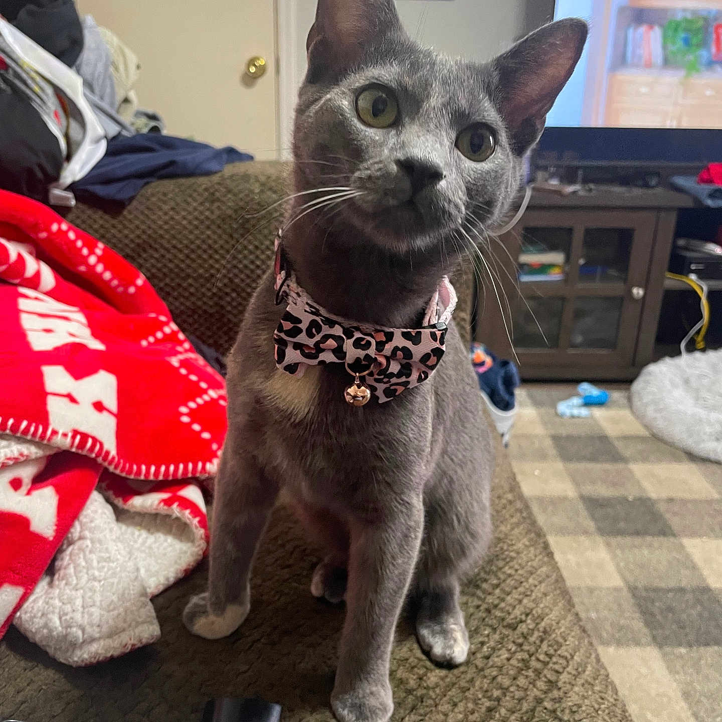 Beerus