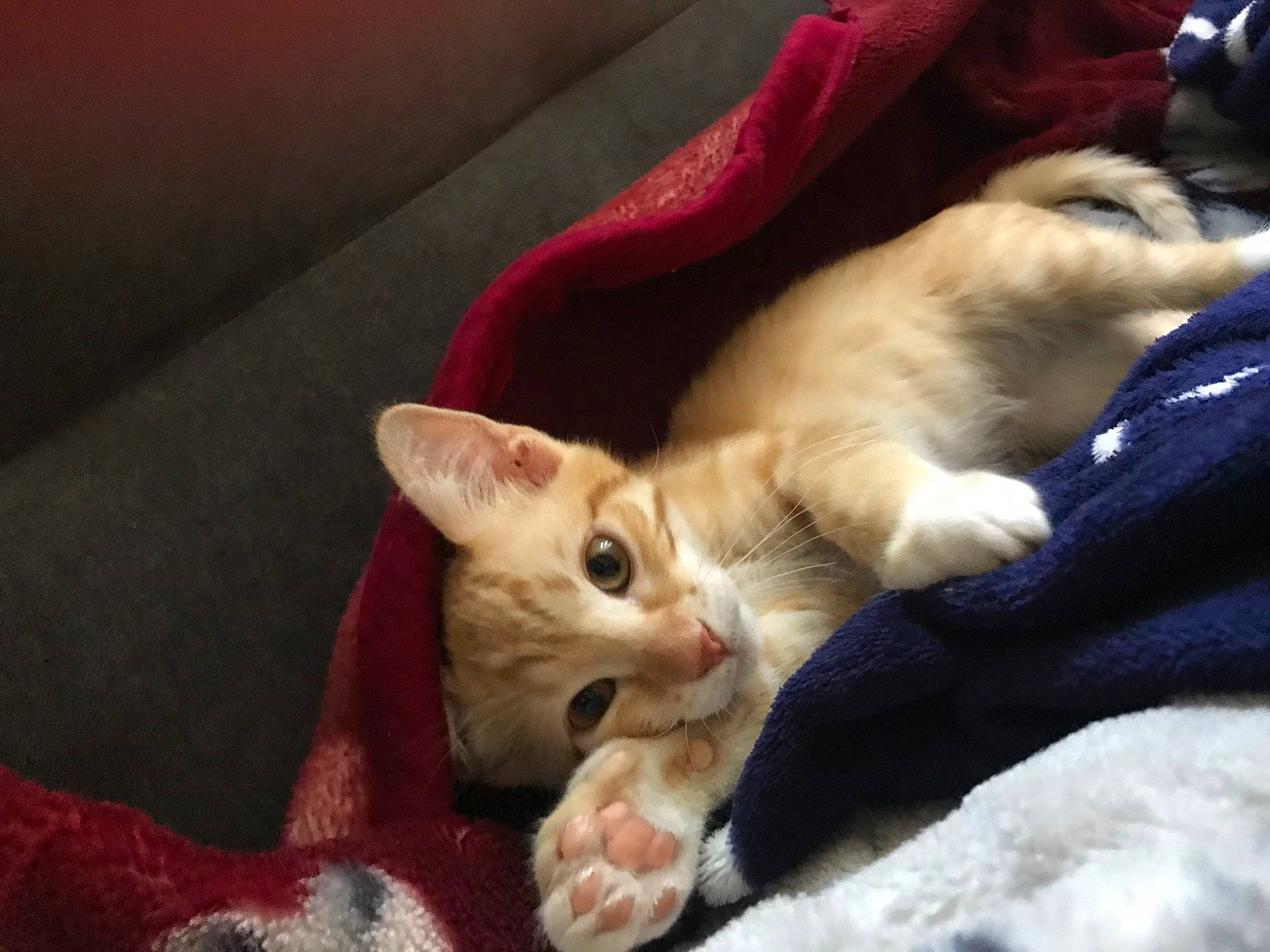 Orso participe au concours pour gagner de l'argent avec cette photo : canidae, carnivore, cat, claw, comfort, companion_dog, dog_breed, domestic_short_haired_cat, eye, fawn, felidae, fur, linens, nap, paw, small_to_medium_sized_cats, snout, tail, whiskers, wood