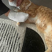 Orso a rejoint le concours — aidez-le/la à gagner de superbes lots ! affection, carpet, cat, comfort, cozy, domestic_animal, feet, feline, floor, hand, human, indoor, orange_tabby, patterned_rug, pet, relaxed, resting, sock, touch, white_paw