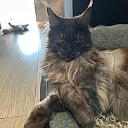 Under participe au concours pour gagner de l'argent avec cette photo : animal, bed, cat, cozy, cute, domestic, ears, feline, fluffy, fur, gaze, home, indoor, maine_coon, mammal, pet, relaxed, resting, toy, wooden_floor